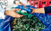 Se espera un ajuste del precio de la hoja de coca en el NOA