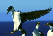 Cormorán imperial: ciencia y tecnología se unen para estudiarlo