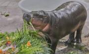 Festejos por el primer cumpleaños de Moo Deng, un adorable hipopótamo pigmeo