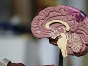 ¿Cuál es el nutriente clave para el cerebro y dónde encontrarlo?