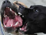 Adulta mayor muere tras ser atacada por tres perros en Mérida: investigan la responsabilidad del dueño
