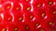 Con unas pocas semillas: te explico cómo germinar frutillas y obtener plantas llenas de frutos