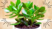El dato de jardinería que no sabías del árbol de jade
