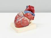 Cardiología en foco: cómo evitar picos de presión arterial después de los 60