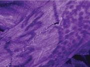 Descubrieron impresionantes tatuajes en una momia que quedó bajo el hielo hace 2.000 años