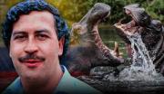 En Colombia no hayan que hacer con los hipopótamos que dejó Pablo Escobar