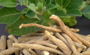 Qué es la ashwagandha, la hierba que muchos suman a sus rutinas para controlar el estrés