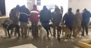 Gran operativo: rescataron 14 galgos usados para caza ilegal en Albardón