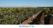 Minería y vitivinicultura: una convivencia posible y virtuosa