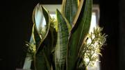 Pocos lo saben: cómo activar una sansevieria o lengua de suegra para atraer buena suerte