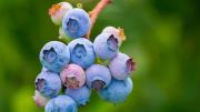 Ni fresas ni ciruelas: cultiva una planta de arándanos azules en tu propio jardín