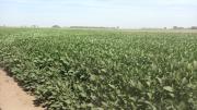 La baja de retenciones impulsa al agro, pero la soja alquilada sigue sin ser rentable