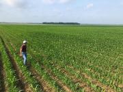 Ciencia y campo: el aporte del ingeniero agrónomo