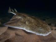 Filmaron a un tiburón ángel, una de las especies más raras del mundo