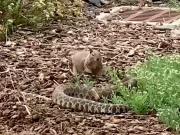 Una ardilla valiente: se enfrentó sin miedo a una serpiente de cascabel