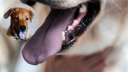 Qué significa que un perro tenga la lengua morada y en qué casos es un problema
