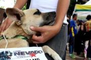 (VIDEO) MP sancionará el maltrato animal con multas y penas de cárcel de hasta seis años