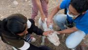 Un operativo silencioso y crucial: rescataron 15 mascotas durante los incendios en Salta