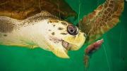 Preocupación por el tortugo Jorge, que desapareció en Río de Janeiro tras ser liberado en Mar del Plata