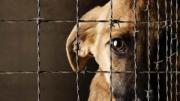 Maltrato animal en el país: Fiscalía ratificó penas de hasta seis años de cárcel y multas de 2.000 unidades tributarias