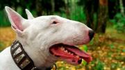 Un bull terrier atacó a su dueño y lo sacrificaron