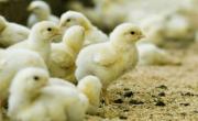 Suben 137% las exportaciones de aves vivas y huevos fértiles en el primer semestre 2025
