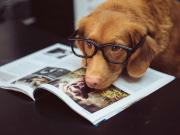 Grooming en perros: qué es y por qué mejora su salud