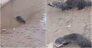 Video: encontraron hurones en Rawson y hubo sorpresa en las redes