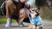 ¿Quieres adoptar una mascota? Estos tres perros buscan un nuevo hogar en Nueva York