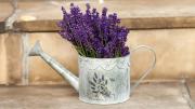 Mejor que la lavanda: la planta que florece todo el año, atrae colibríes y no exige cuidados de jardinería