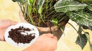 Qué sucede si colocas dos cucharadas de café en el sustrato de las plantas, según expertos en jardinería