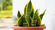 Truco de jardinería: cómo revivir tu lengua de suegra