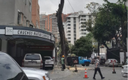 Denuncian en Los Chaguaramos la tala de un jabillo de 17 metros