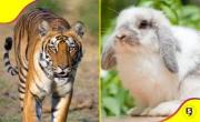 Zoológico en Dinamarca está pidiendo mascotas para alimentar a sus animales