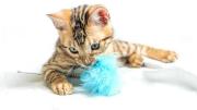 Cinco ideas geniales para tu gato