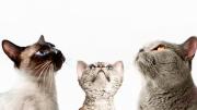 El gato: un breve manual para entender a tu felino