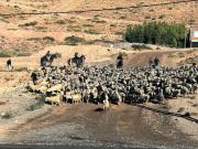 El chivo del norte neuquino: identidad cultural y motor económico