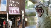 El insólito caso del zoológico que pidió donar mascotas vivas para alimentar sus animales: Es una dieta natural