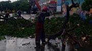 Reportan la caída de varias ramas de árbol sobre un tendido eléctrico en El Valle: bomberos realizaron la tala