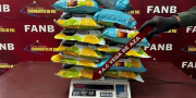 Detienen a dos sujetos que ingresaron a Venezuela desde Colombia con droga tusi en paquetes de té instantáneo