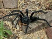 Encontraron una araña que tiene enormes genitales para sobrevivir al apareamiento