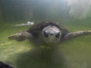 Chau Jorge: el tortugo se quedó sin señal y ya no se va a poder seguir su viaje