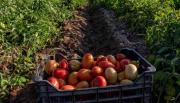 Preocupa que el precio del tomate no cubre los costos y los productores acumulan pérdidas