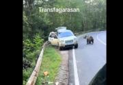 VIDEO: La insólita reacción de un hombre al inesperado 'saludo' de un oso