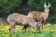 Día Mundial del Huemul: Neuquén y Chile se unen para salvar al ciervo patagónico de su extinción