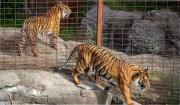 Polémica en Dinamarca: zoológico busca mascotas abandonadas para dar de comer a sus animales salvajes