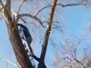 Final feliz para un gato que había quedado cinco días atrapado en un árbol en Merlo: el ingenio de los vecinos para bajarlo