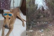 Denuncian que un hombre mató a un perro: lo arrastró con su camioneta y lo dejó agonizando en un baldío