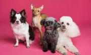 ¿Qué requisitos piden para adoptar un perro en un refugio?