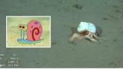Encontraron a Gary, la mascota de Bob Esponja, en el stream del Conicet